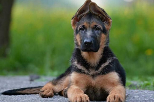 Що потрібно знати про вуха німецького пастуха? Що потрібно знати про вуха німецького пастуха?